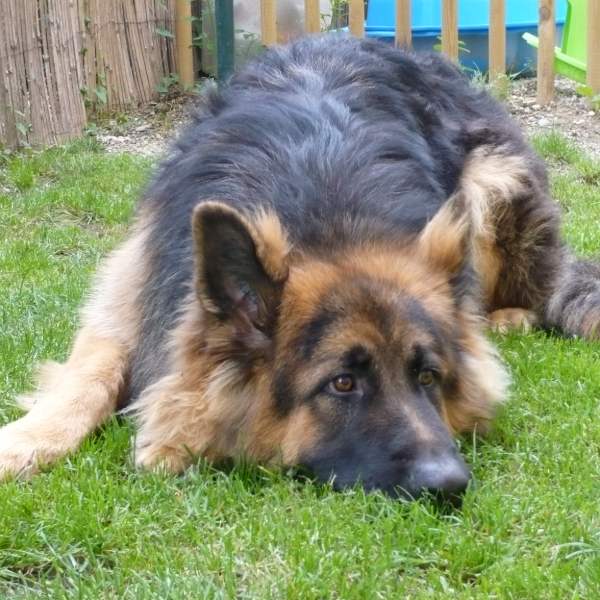 Bax, chien de 2 ans