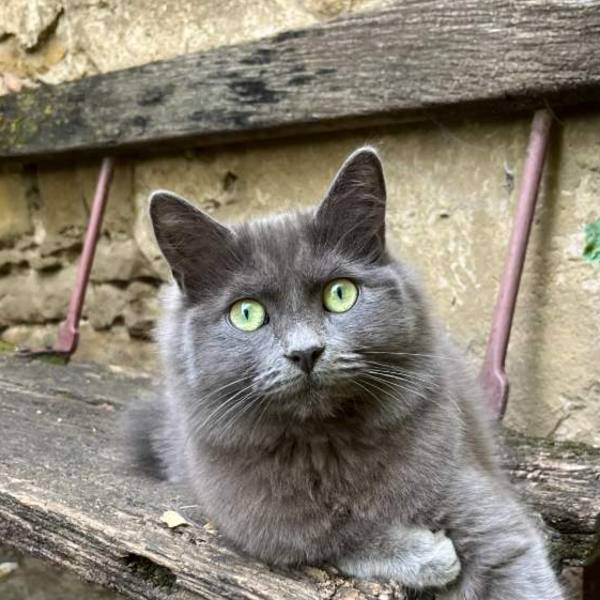 César, chat de 2 ans