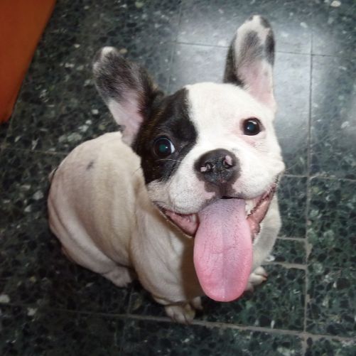 Dimebag, chiot de 5 mois