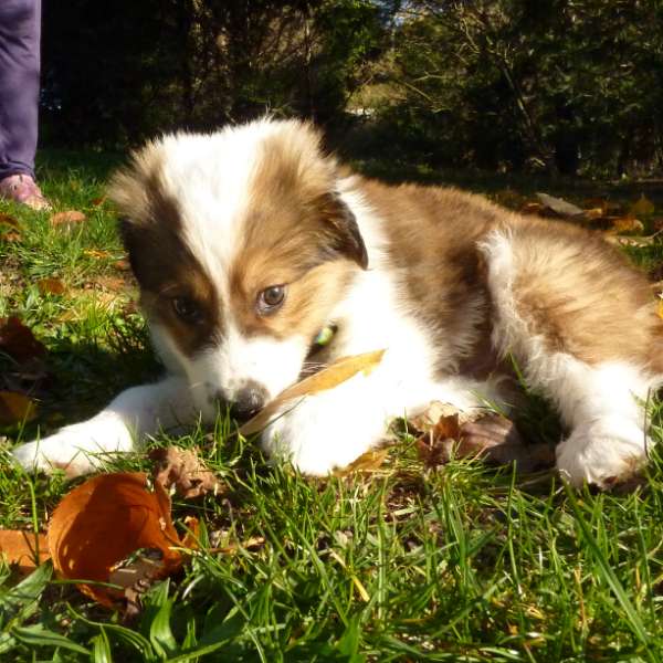 Goliath, chiot de 3 mois
