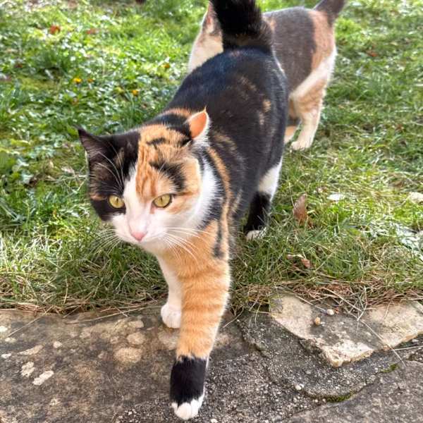 Pam, chat d’un an
