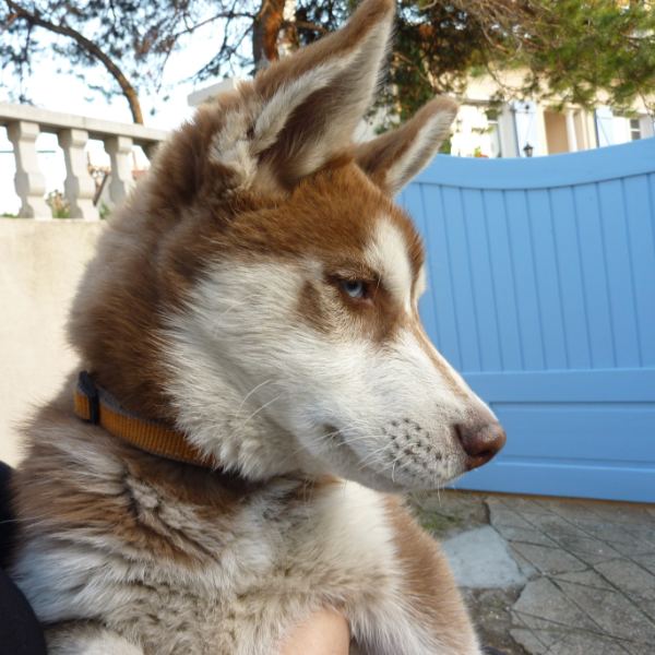 Amarok, chien de 3 mois