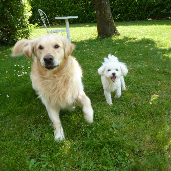 Andy, 4 ans, et Bidouille, 3 ans, deux chiens dans un jardin