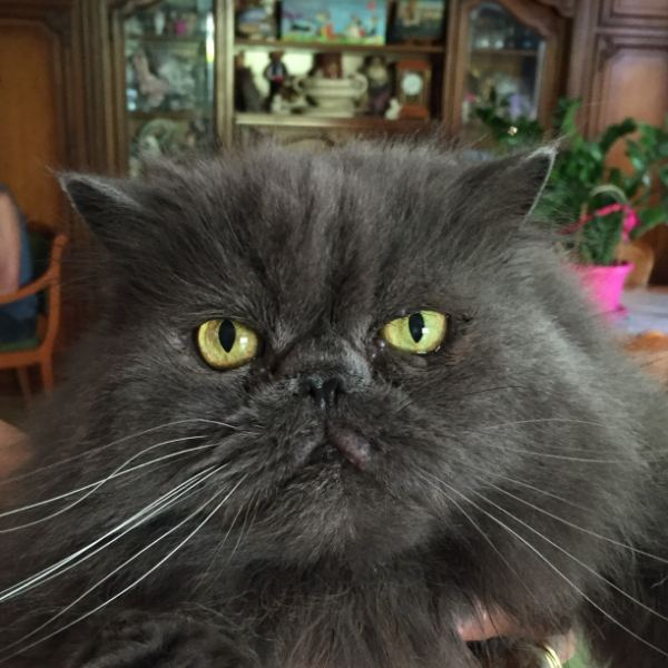 Azur, chat de 11 ans