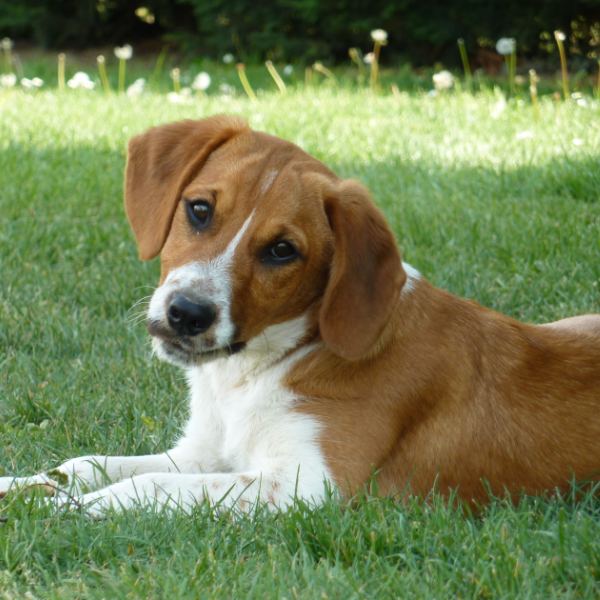 Beethoven, chien de 5 mois