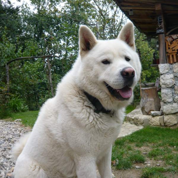 Bright, chien de 7 ans