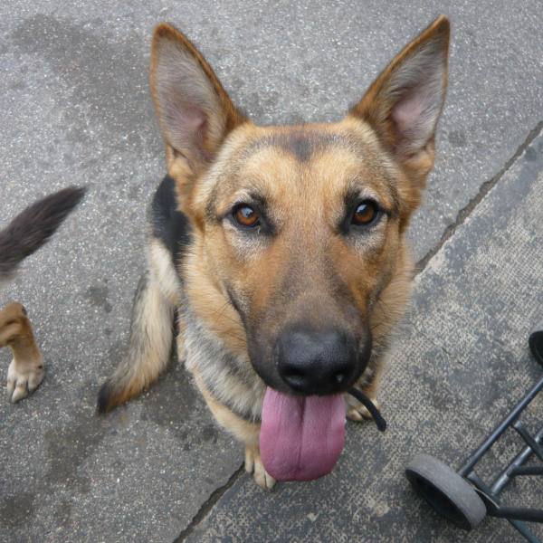 Cali, chien de 1 an