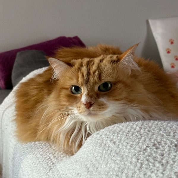 Caramel, chat de 6 ans