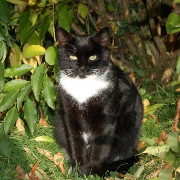 Casoar, chat de 6 ans