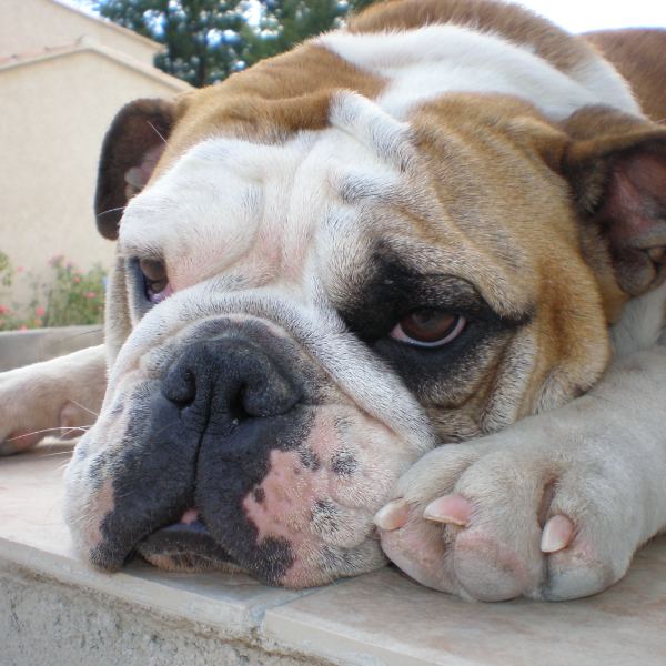 Cassis, chien de 6 mois