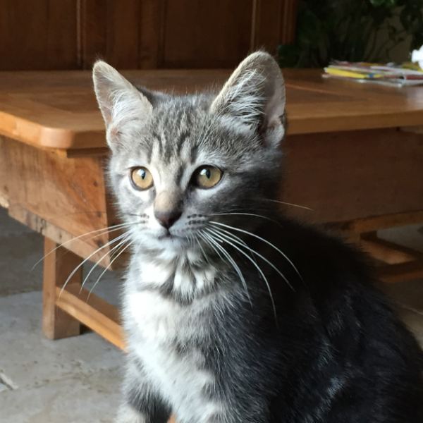 Chipie, chat de 3 mois