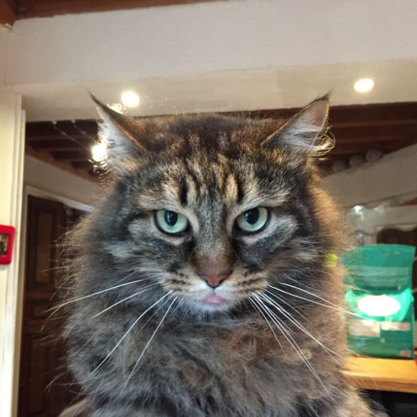 Crapouille, chat de 5 ans