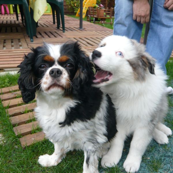 Darko, 9 ans, et Fiji, 3 mois, deux chiens dans un jardin