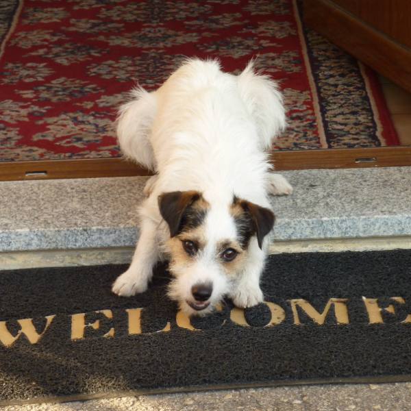 Doffi, chien d’un an