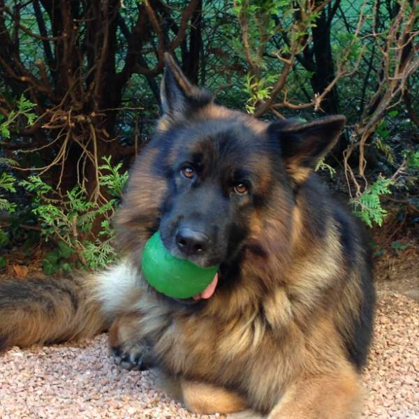 Eliot, chien de 4 ans, une balle dans la gueule