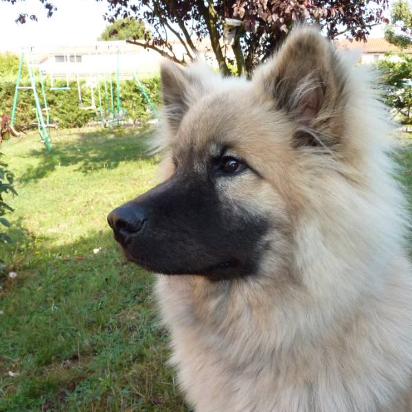 Erkan, chien de 7 mois