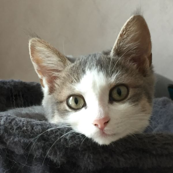 Eywa, chaton de 4 mois