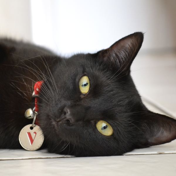 Fiesta, chat de 5 ans