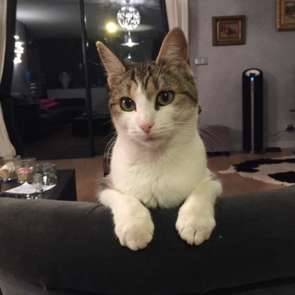 Fripouille, chat de 4 ans