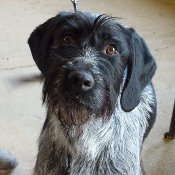 Fripouille, chien de 9 mois