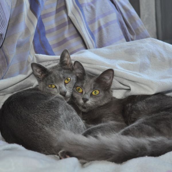 Grignette et Grishka, deux chatons de 5 mois