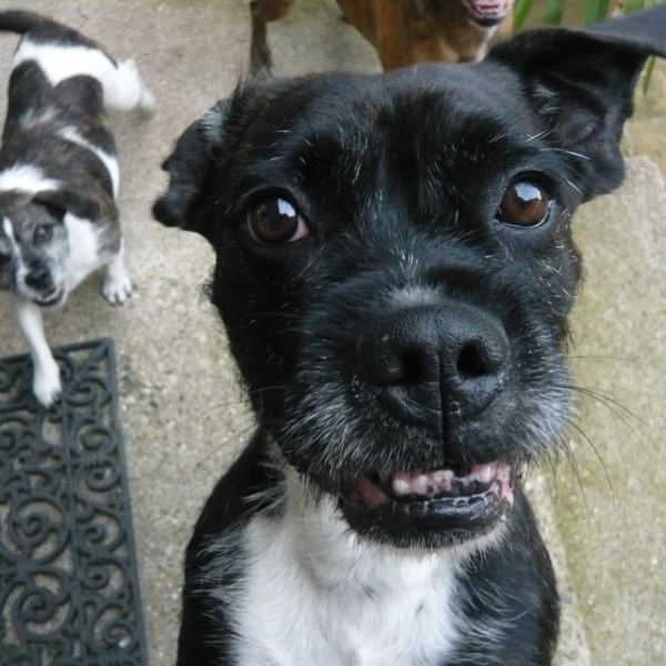 Grumeau, chien de 5 ans