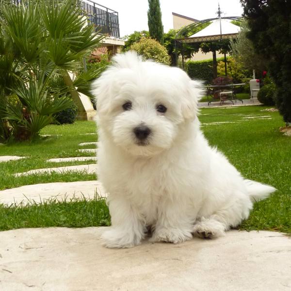 Gucci, chiot de 3 mois