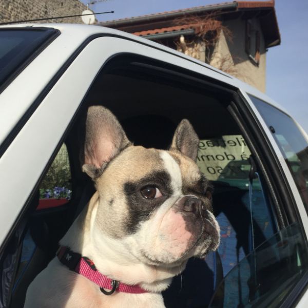 Lilly, chienne de 3 ans