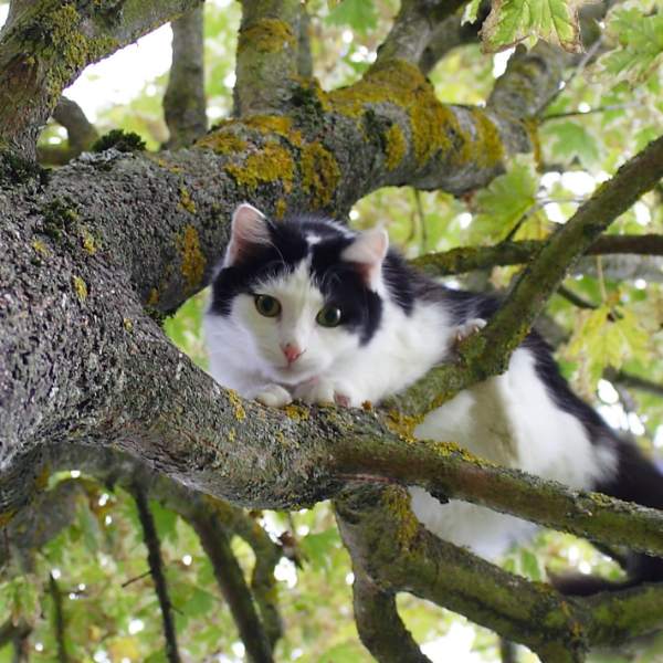 Luna, chat de 4 ans, dans un arbre