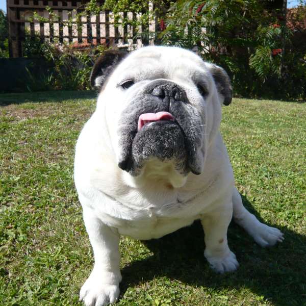 Maverick, chien de 2 ans