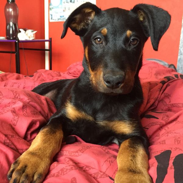 Mirage, chiot de 4 mois