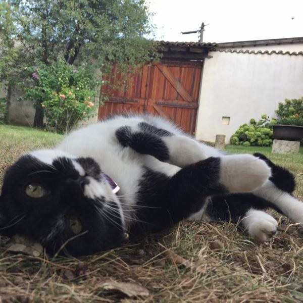 Nala, chat d’un an