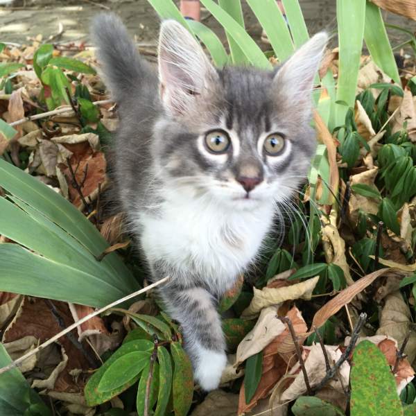 Neroli, chaton de 2 mois