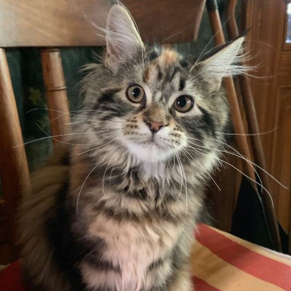 Ozzie, chaton de 5 mois