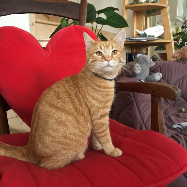 Petitbonheur, chat de 4 ans