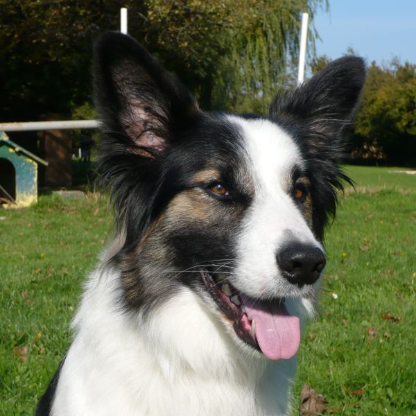 Pinceau, chien de 2 ans