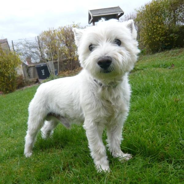 Ricky, chien de 8 ans