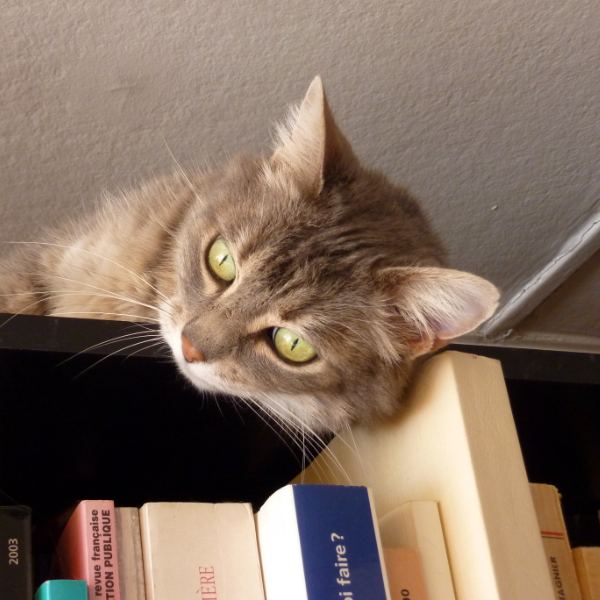 Ronron, chat de 6 ans