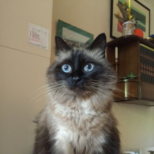 Sidonie, chat de 8 ans