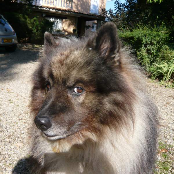Spitz, chien de 7 ans