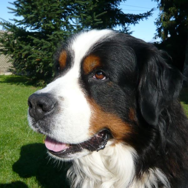 Syrius, chien de 7 ans