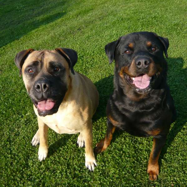 Tess, 7 ans, et Usco, 3 ans, deux chiens dans l’herbe