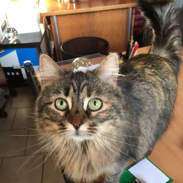 Thalie, chat de 2 ans