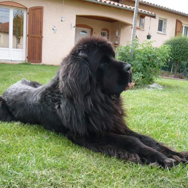 Tootsie, chien de 4 ans, allongé dans l’herbe