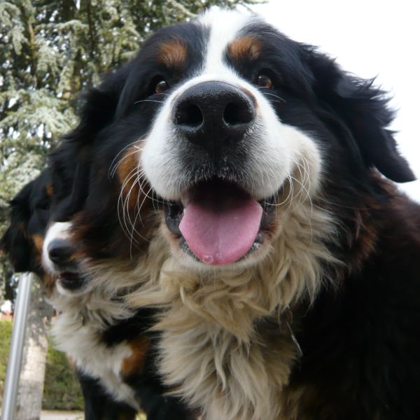 Tsizane, chien de 7 ans