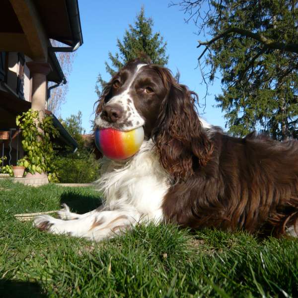 Ulyssia, chienne de 5 ans, une balle dans la gueule