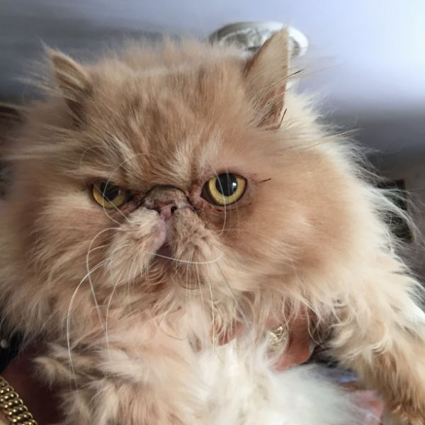 Vulcan, chat de 12 ans