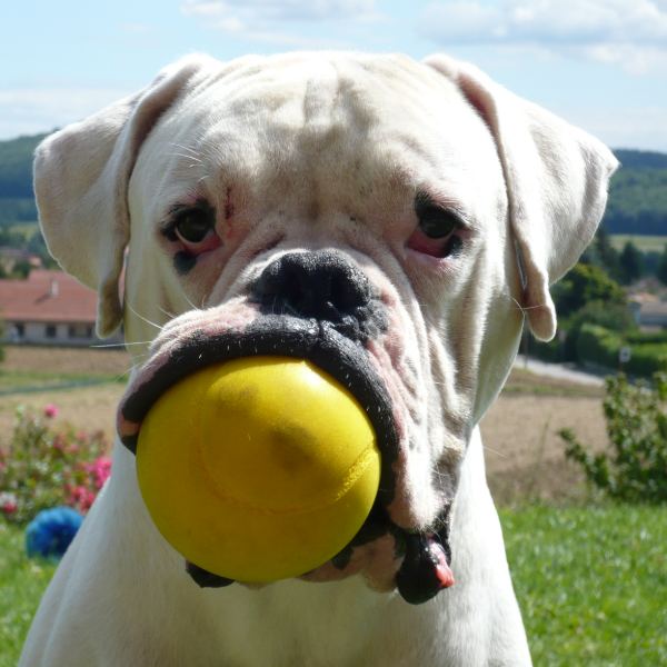White, chien de 6 ans, une balle dans la gueule