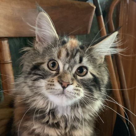 Chat Maine Coon