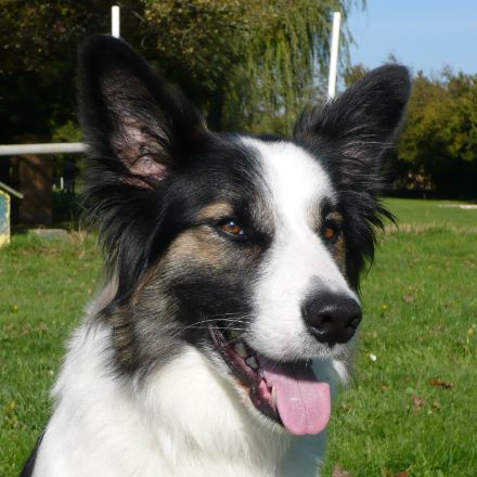 Border collie